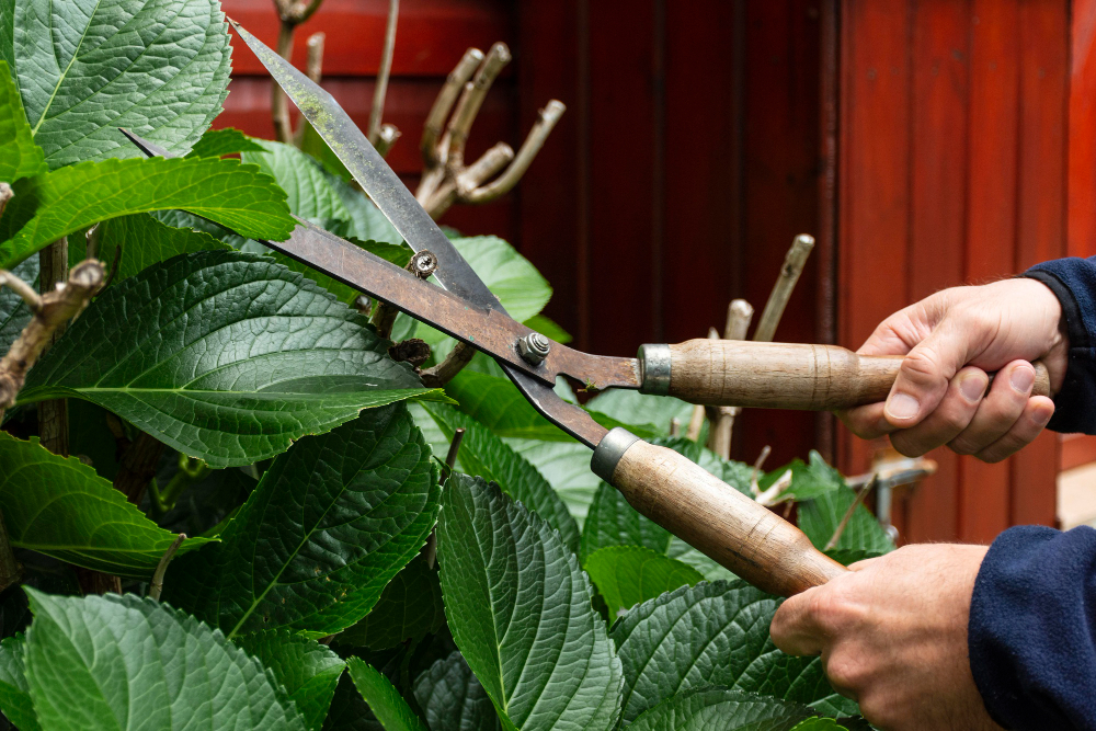DIY vs. Professional Tree Pruning in Spanish Fort What's the Real Risk