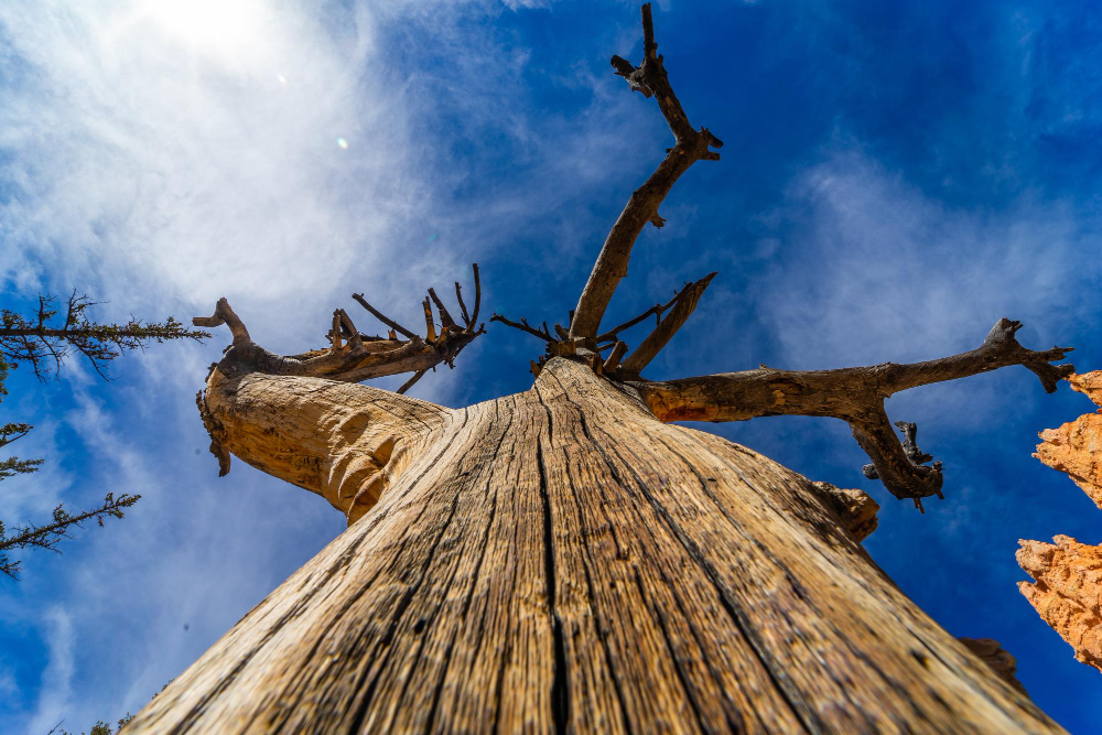 Live Oak Removal in Fairhope What You Need to Know Before You Cut