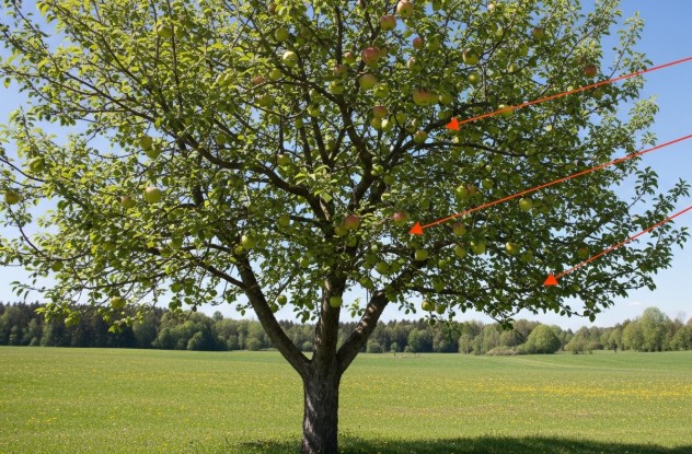 Apple tree central leader pruning method showing vertical trunk dominance