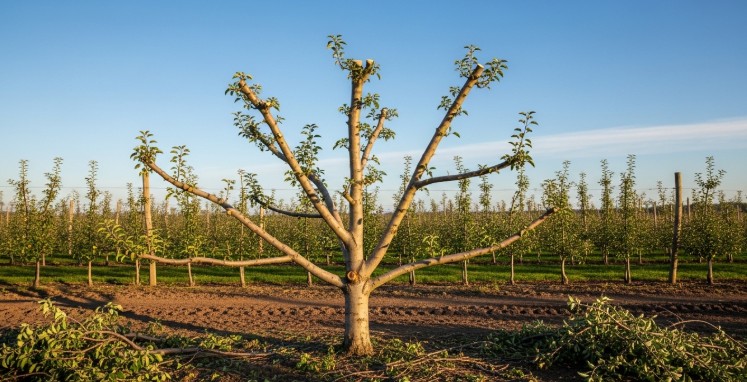 lean pruned apple tree after trimming with balanced canopy structure