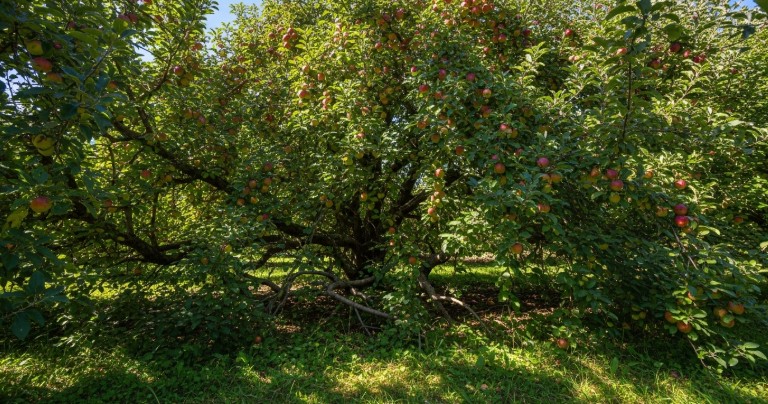 Dense apple tree canopy reducing sunlight penetration before pruning