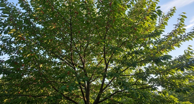 Healthy cherry tree canopy with proper spacing and sunlight penetration