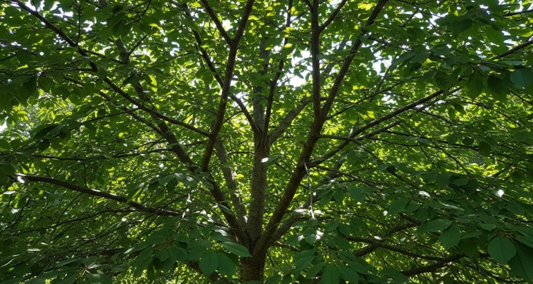 Healthy cherry tree canopy after pruning with open structure and sunlight exposure