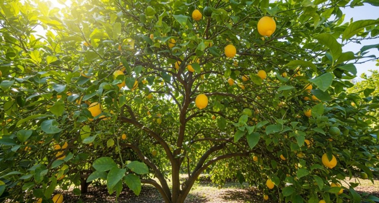 Healthy lemon tree canopy