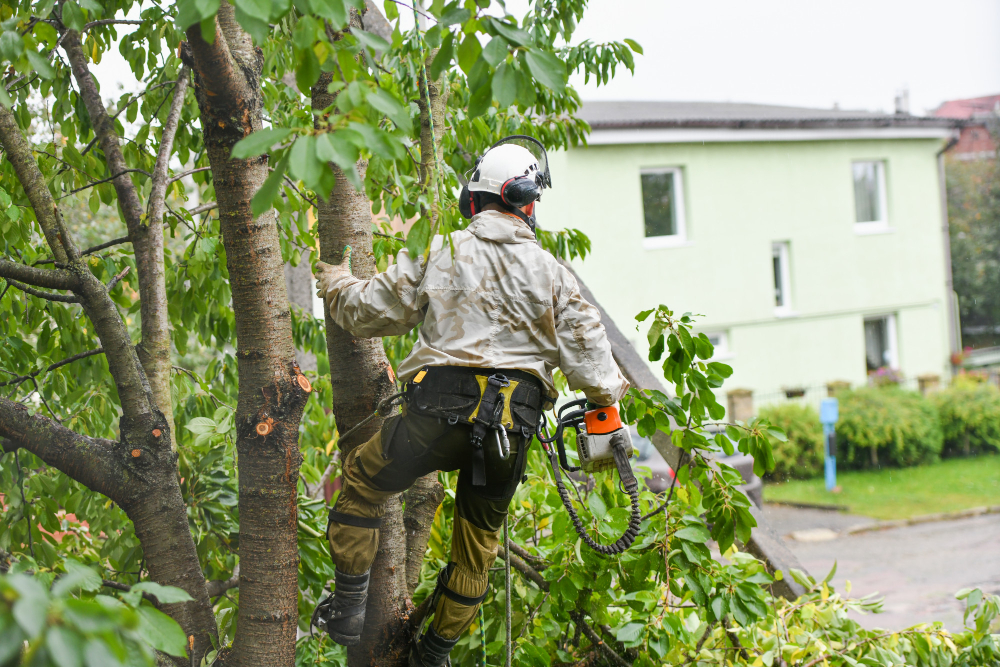 How Professionals Identify & Remove Hazardous Trees in Daphne Without Property Damage