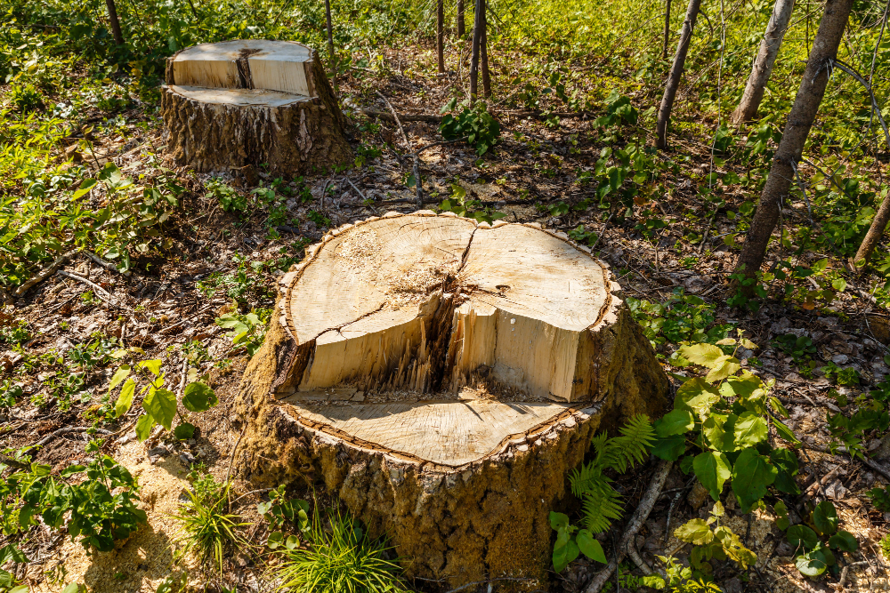How to Know If Your Fairhope Stump Needs Grinding or Full Root Removal