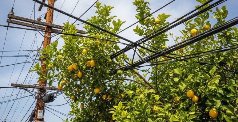 Lemon tree branches near overhead power lines requiring professional pruning service