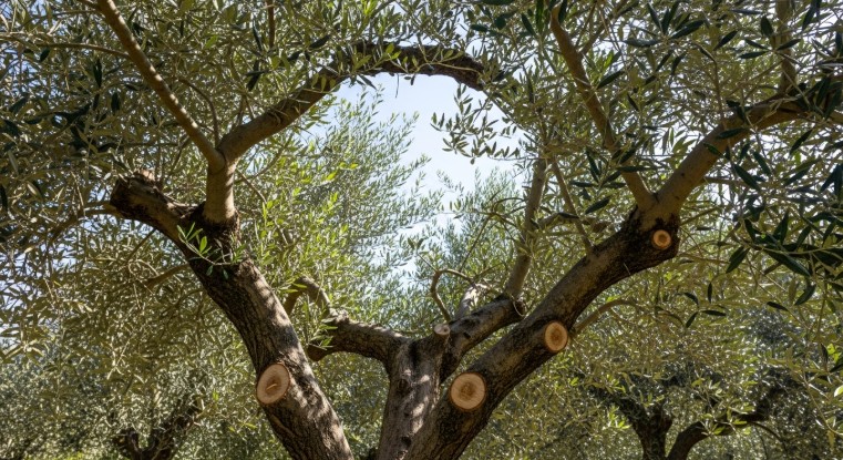Olive tree canopy structure after pruning showing open center and balanced branches