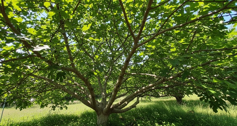 Open canopy fig tree structure showing improved sunlight penetration after pruning