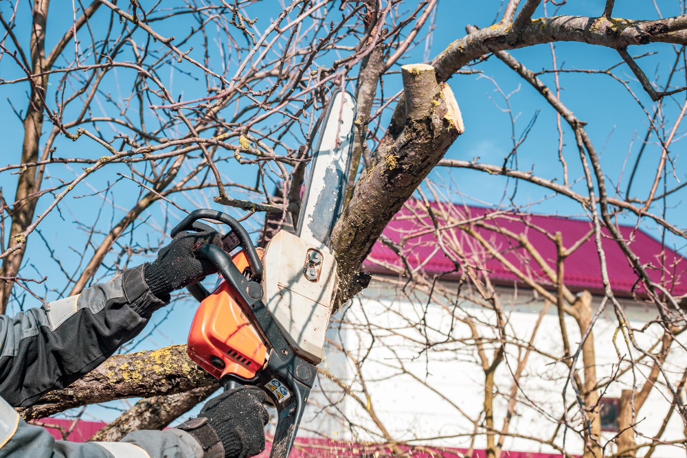 Tree Removal in Fairhope Why Some Trees Cannot Be Saved Even With Cabling & Pruning