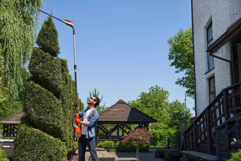 Why Fairhope Homeowners Are Switching From General Lawn Crews to Specialized Tree Pruning Services