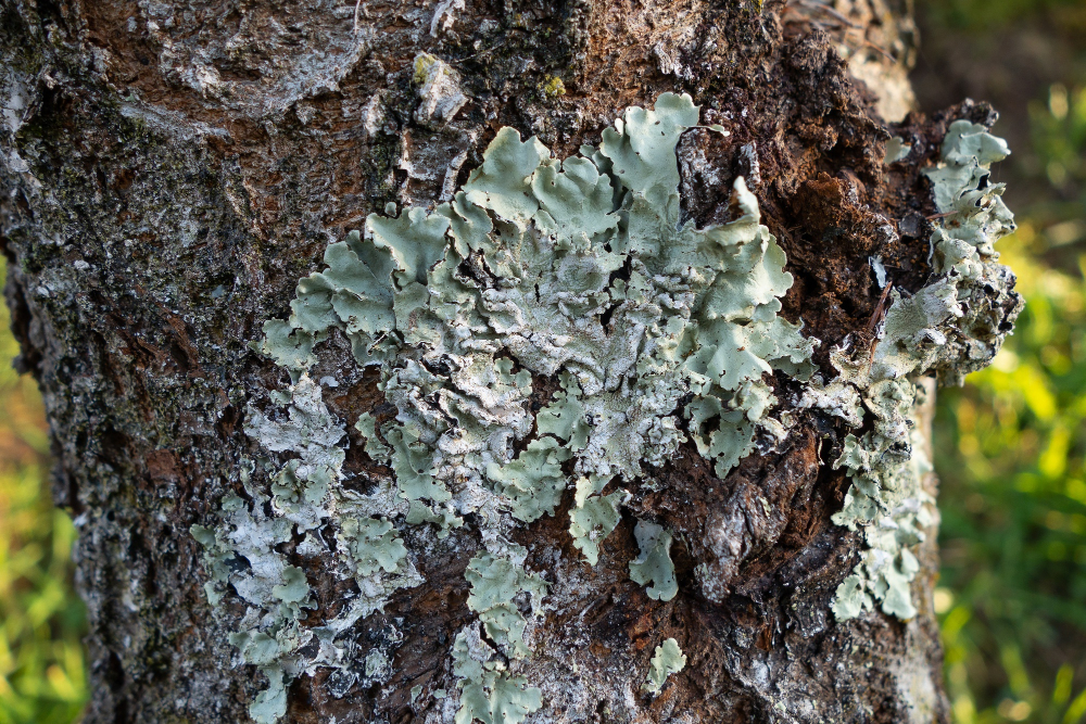 Common Oak Tree Diseases on the Gulf Coast & How to Spot Them