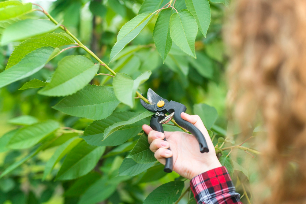 How Much Does Tree Trimming Cost in the Daphne & Fairhope Area